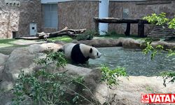 Katar'ın sevimli panda çifti, Orta Doğu'da bir ilke imza atıyor