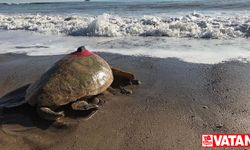 Koruma çabaları sayesinde deniz kaplumbağası sayısı artıyor