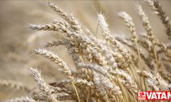 Buğday ve arpa alım fiyatları Güneydoğulu üreticileri memnun etti