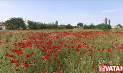 Malatya'da gelincik tarlası kırmızıya büründü