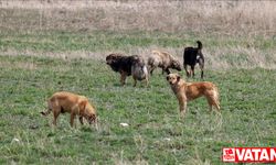Başkentliler başıboş köpek sorununa çözüm bulunmasını istiyor