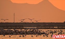 Gediz Deltası'nda binlerce flamingo yumurtadan çıktı