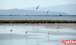 İzmir Kuş Cenneti'ne su sağlayan kanallar temizleniyor