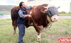 Sivas'ta ağırlığı 1 ton 600 kiloyu aşan kurbanlık boğa alıcısını bekliyor