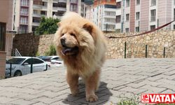 Enkazdan kurtarılma videolarını gördüğü "Şans"ı Hatay'dan alıp evine getirdi