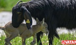 Mehmetçiğin bulduğu yaban keçisi yavrusuna Halep keçisi süt annelik yapıyor
