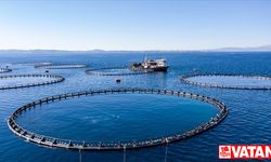 Türkiye'nin su ürünleri üretimi 2022'de yüzde 6,2 arttı