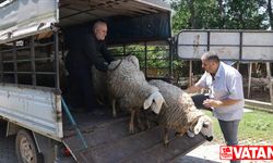 Osmaniye'de depremzede besici devlet eliyle yaralarını sarıyor