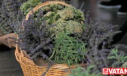 Tıbbi aromatik bitkilerin kontrolsüz kullanımının sağlık sorunlarına yol açabileceği belirtildi