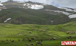 Karların eridiği Palandöken Dağı çiçeklerin farklı tonlarıyla renklendi
