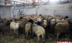 Eyüpsultanlı şehitlerimiz için 58 kurban kesildi