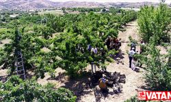 Elazığ'da 7 bin dekar alanda kiraz hasadı başladı