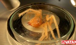 Prof. Dr. Hakan Demir'den örümceğe benzeyen "sarıkız" ısırığı uyarısı