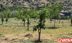 Şırnak'ta devlet desteğiyle aşılanan ceviz ağaçlarında verim arttı