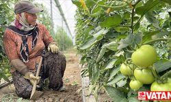 Antalya'da tarım işçileri, sıcaklığı 45 dereceyi aşan seralarda ter döküyor