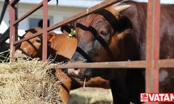 ABD'den özel termosla Türkiye'ye getirilen sığır embriyoları, 1 yılda et deposu "Beefmaster"a dönüştü