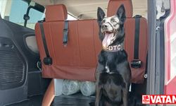 Narkotik köpeği "Çine" minibüsteki 17,5 kilogram skunkun yerini tespit etti