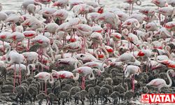 Yunanistan'da onlarca flamingonun ölümüne elektrik kablolarının sebep olduğu ortaya çıktı