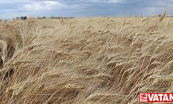 Islah edilen ata tohumu "Ahmet Buğdayı", bu ekim döneminde toprakla buluşacak