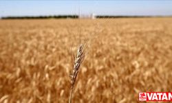 Avusturya'dan Rusya’ya "tahıl anlaşmasının acil uzatılması" çağrısı