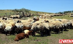 Muş'ta besiciler 2 bin 700 rakımlı yaylada koyunlarını kırkıyor