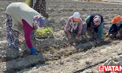 Isparta'da kuşkonmaz üretimi artıyor