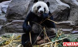Güney Kore’de ilk defa ikiz panda dünyaya geldi
