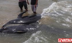 Avustralya'da gönüllüler kıyıya vurmuş 97 pilot balinayı kurtarmaya çalışıyor