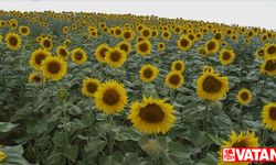 Uşak'ta ayçiçeği ekim alanı 3 yılda yüzde 240 arttı