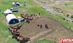 Sinek Yaylası'nda göçerler "koyun kırkma" mesaisine başladı