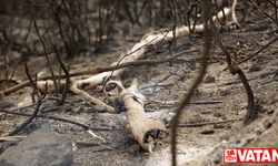 Cezayir’de orman yangınlarını söndürme çalışmalarında 10 asker hayatını kaybetti