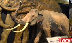 İngiltere'de 450 bin yıllık mamut fosili bulundu