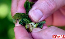 Kestane ağacı zararlısı "gal arısı"na karşı yapışkan tuzak mücadeleyi hızlandırdı