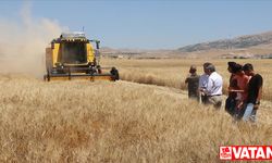 Lise öğrencileri 706 dönüm araziye ektikleri buğdayın hasadına başladı