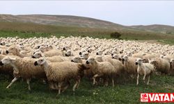 Bayramda 3 milyonun üzerinde küçükbaş kurbanlık satıldı