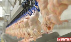 Tavuk eti üretimi mayısta yıllık bazda yüzde 5,1 arttı