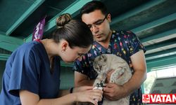 Kayseri'deki "Kedi Kasabası"nda kedilere haftanın iki günü özel bakım yapılıyor