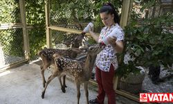 Yaralı bulunan yavru "Bambi"ler tedavilerinin ardından doğaya salınacak