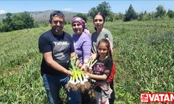 İstanbul'dan döndüğü köyünde ata tohumuyla sarımsak yetiştiriyor