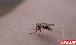 İstanbul'da sivrisinek yaraları nedeniyle hastanelere başvurular artıyor