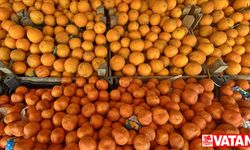 Türkiye'den yılın ilk yarısında 452,8 milyon dolarlık turunçgil ihraç edildi
