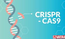 CRISPR uygulamaları ile gen düzenlemek mümkün mü?