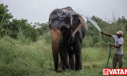 Hindistan'da Dünya Fil Günü kutlandı