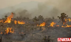 Büyük yangın Mojave Çölünde Joshua ağaçlarını vurdu