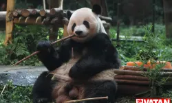 Çin İmparatorunun 2000 yıllık mezarında dev bir panda iskeleti bulundu