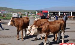 Kars'ta hayvan hırsızlığı yapan 2 zanlı tutuklandı