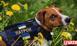 Kediler ve köpekler, Ukraynalıların Rusya'nın istilasının yıkıcı etkisiyle başa çıkmalarına yardımcı oluyor