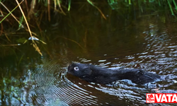 Su kemirgenleri, Lake District'e geri getirildi
