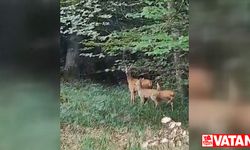 Karabük'te karaca ve yavruları görüntülendi