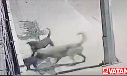 Antalya'da 2 köpeğin kediyi öldürmesi kameraya yansıdı